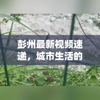 彭州最新视频速递，城市生活的精彩瞬间捕捉