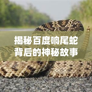 揭秘百度响尾蛇背后的神秘故事与真相探索，不为人知的秘密大揭秘！