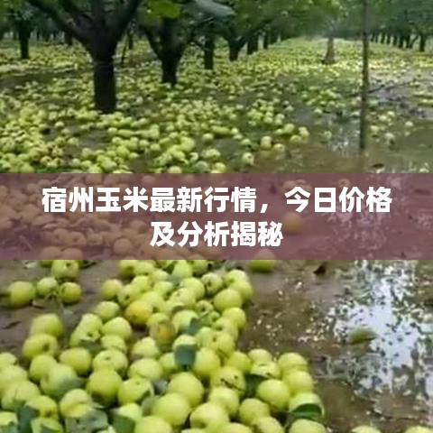 宿州玉米最新行情，今日价格及分析揭秘