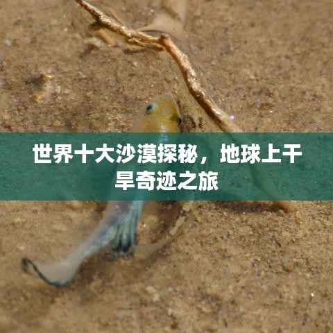 世界十大沙漠探秘，地球上干旱奇迹之旅