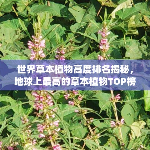世界草本植物高度排名揭秘，地球上最高的草本植物TOP榜