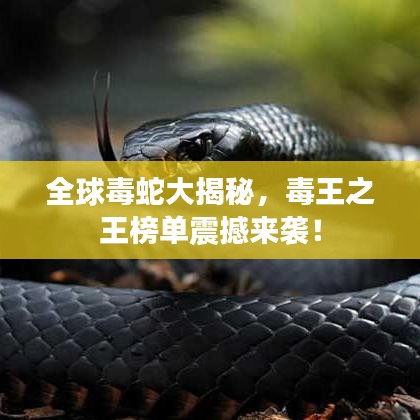 全球毒蛇大揭秘，毒王之王榜单震撼来袭！