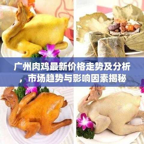 广州肉鸡最新价格走势及分析，市场趋势与影响因素揭秘