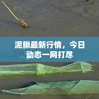 泥鳅最新行情，今日动态一网打尽