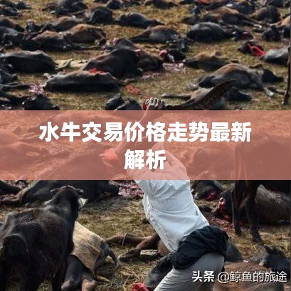 水牛交易价格走势最新解析