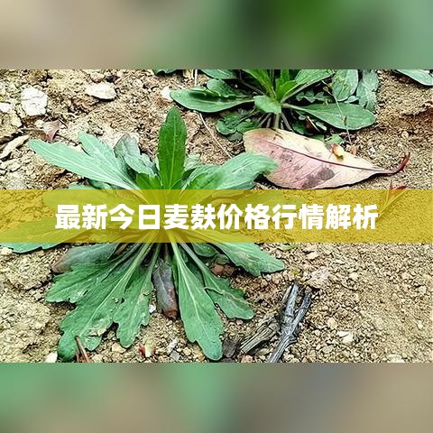 最新今日麦麸价格行情解析