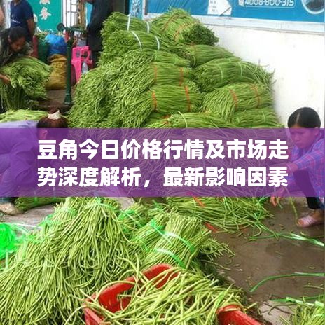 豆角今日价格行情及市场走势深度解析，最新影响因素探讨