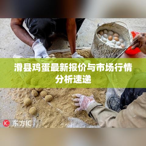滑县鸡蛋最新报价与市场行情分析速递