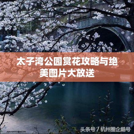 太子湾公园赏花攻略与绝美图片大放送