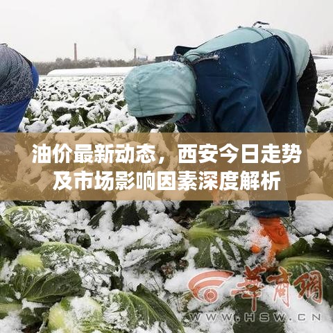 油价最新动态，西安今日走势及市场影响因素深度解析