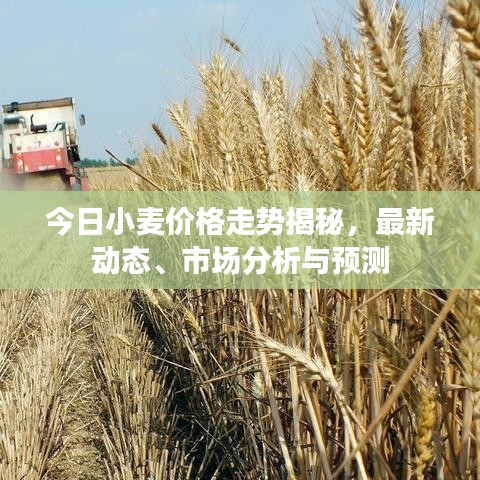 今日小麦价格走势揭秘，最新动态、市场分析与预测