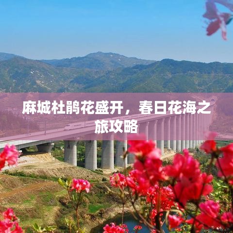 麻城杜鹃花盛开，春日花海之旅攻略
