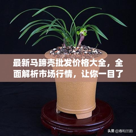 最新马蹄壳批发价格大全，全面解析市场行情，让你一目了然！