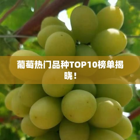 葡萄热门品种TOP10榜单揭晓！