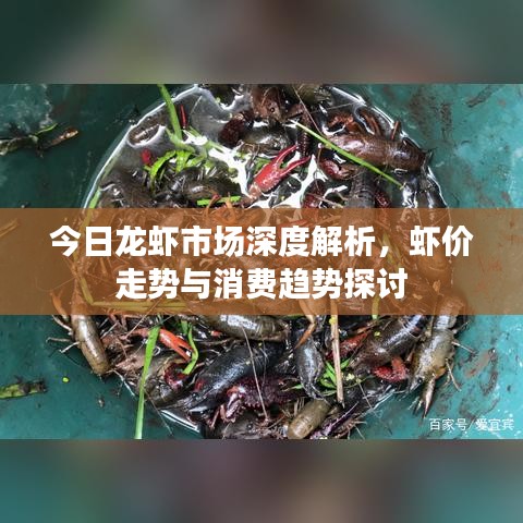 今日龙虾市场深度解析，虾价走势与消费趋势探讨