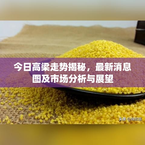 今日高梁走势揭秘，最新消息图及市场分析与展望