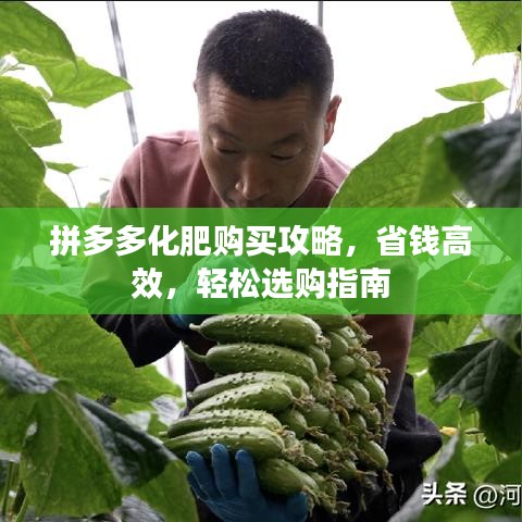 拼多多化肥购买攻略，省钱高效，轻松选购指南