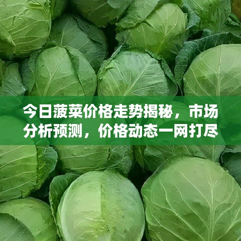 今日菠菜价格走势揭秘，市场分析预测，价格动态一网打尽！