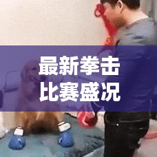 最新拳击比赛盛况视频集锦，领略拳击运动的独特魅力