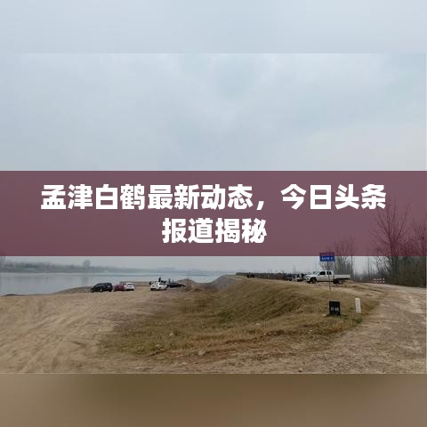 孟津白鹤最新动态，今日头条报道揭秘