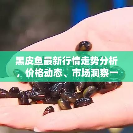 黑皮鱼最新行情走势分析，价格动态、市场洞察一网打尽！