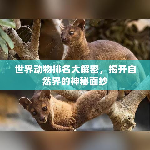 世界动物排名大解密，揭开自然界的神秘面纱