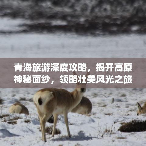 青海旅游深度攻略，揭开高原神秘面纱，领略壮美风光之旅