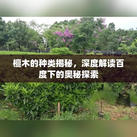 檀木的种类揭秘，深度解读百度下的奥秘探索
