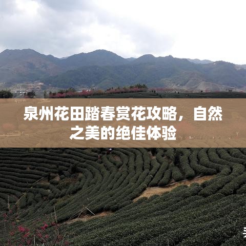 泉州花田踏春赏花攻略，自然之美的绝佳体验