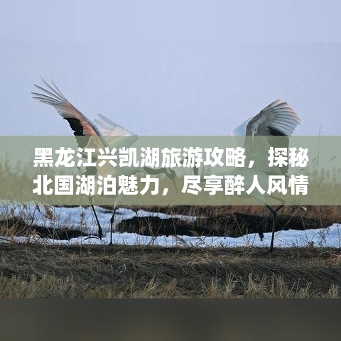 黑龙江兴凯湖旅游攻略，探秘北国湖泊魅力，尽享醉人风情