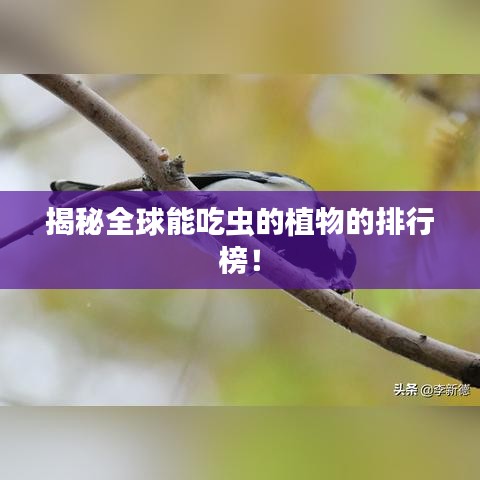 揭秘全球能吃虫的植物的排行榜！
