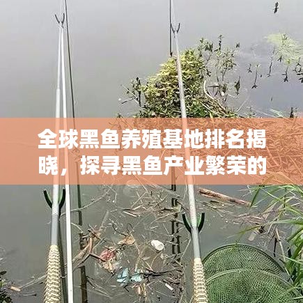 全球黑鱼养殖基地排名揭晓，探寻黑鱼产业繁荣的宝地