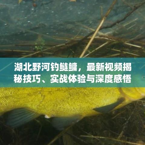 湖北野河钓鲢鳙，最新视频揭秘技巧、实战体验与深度感悟分享