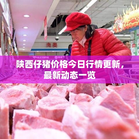 陕西仔猪价格今日行情更新，最新动态一览