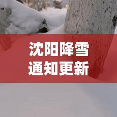 沈阳降雪通知更新！雪天出行必备指南！