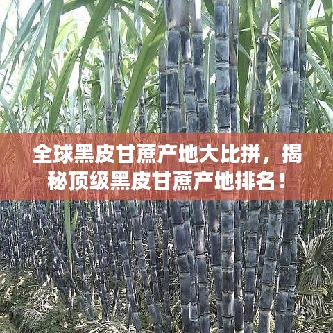 全球黑皮甘蔗产地大比拼，揭秘顶级黑皮甘蔗产地排名！
