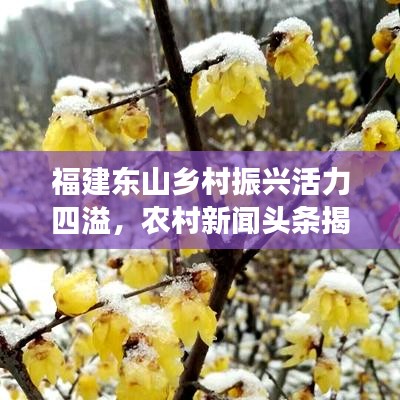 福建东山乡村振兴活力四溢，农村新闻头条揭示发展蓝图