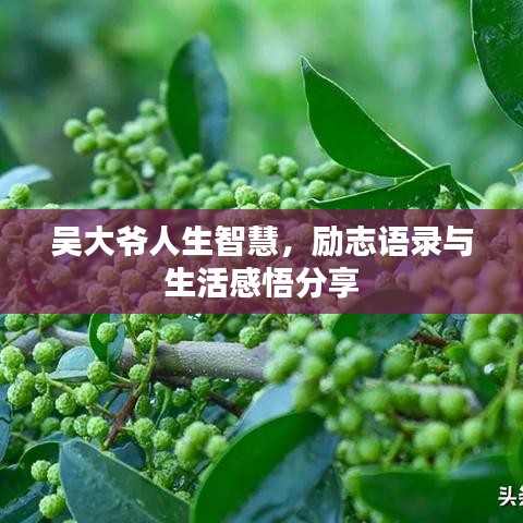 吴大爷人生智慧，励志语录与生活感悟分享