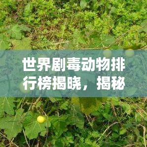 世界剧毒动物排行榜揭晓，揭秘毒性之王！