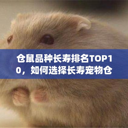 仓鼠品种长寿排名TOP10，如何选择长寿宠物仓鼠，了解与照顾指南