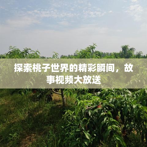探索桃子世界的精彩瞬间，故事视频大放送