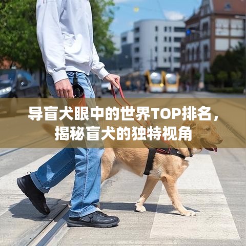 导盲犬眼中的世界TOP排名，揭秘盲犬的独特视角