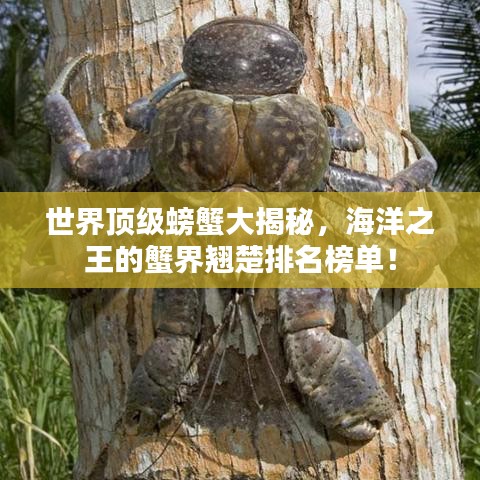 世界顶级螃蟹大揭秘，海洋之王的蟹界翘楚排名榜单！