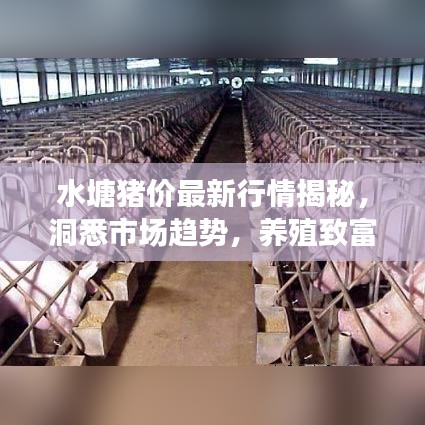 水塘猪价最新行情揭秘，洞悉市场趋势，养殖致富新机遇！