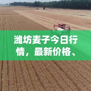 潍坊麦子今日行情，最新价格、市场走势及影响因素深度解析