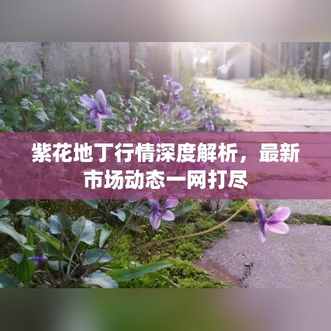 紫花地丁行情深度解析，最新市场动态一网打尽