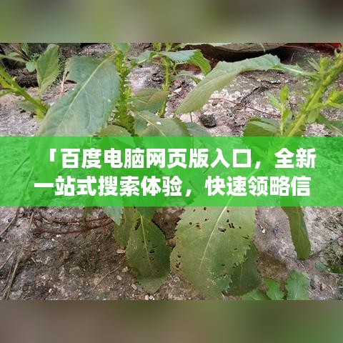 「百度电脑网页版入口，全新一站式搜索体验，快速领略信息世界」