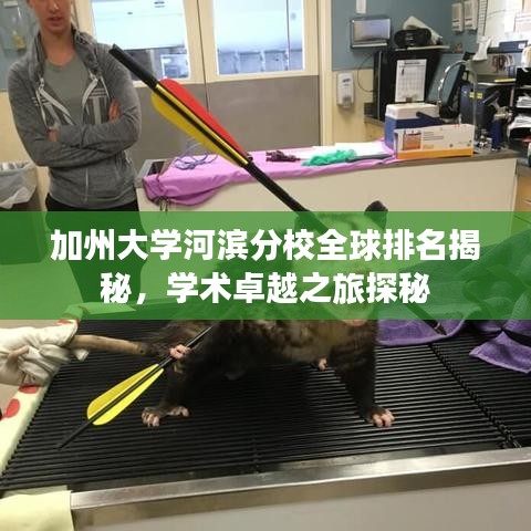 加州大学河滨分校全球排名揭秘，学术卓越之旅探秘