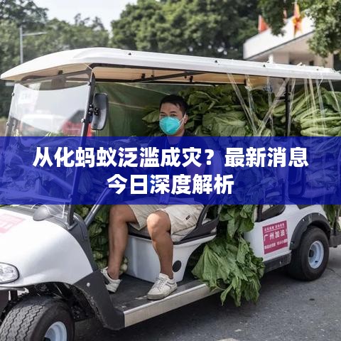 从化蚂蚁泛滥成灾？最新消息今日深度解析