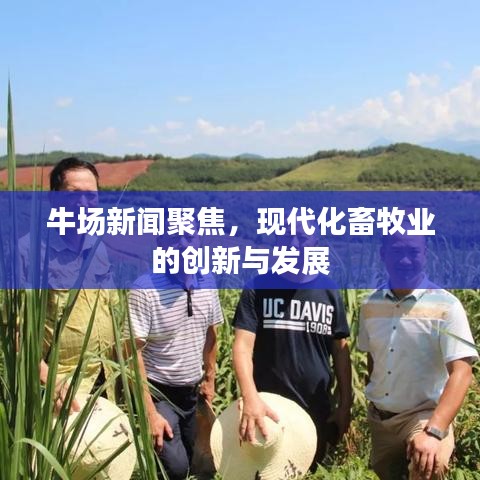牛场新闻聚焦，现代化畜牧业的创新与发展
